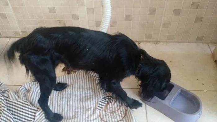 Cachorro ra a Vira lata idade 2 a 6 meses nome Moana