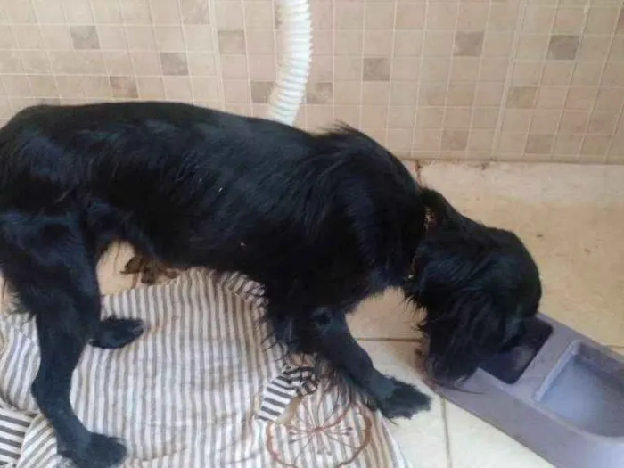 Cachorro ra a Vira lata idade 2 a 6 meses nome Moana
