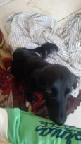 Moana