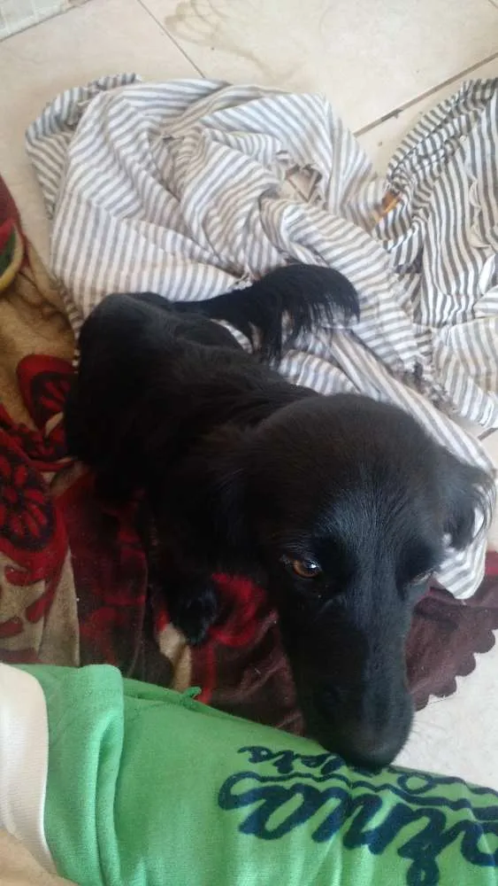 Cachorro ra a Vira lata idade 2 a 6 meses nome Moana
