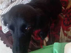 Cachorro raça Vira lata idade 2 a 6 meses nome Moana