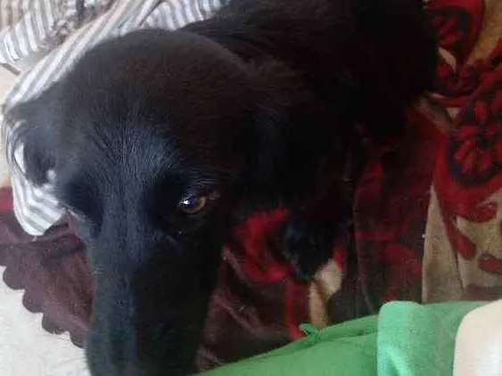 Cachorro ra a Vira lata idade 2 a 6 meses nome Moana