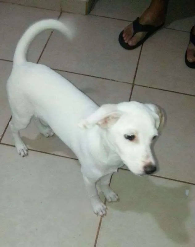 Cachorro ra a SRD idade 2 a 6 meses nome Kiara