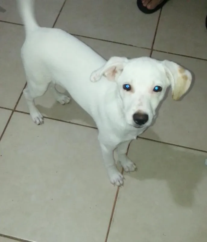 Cachorro ra a SRD idade 2 a 6 meses nome Kiara