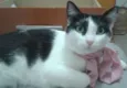 Flauta