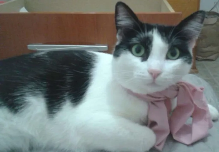 Gato ra a SRD idade 7 a 11 meses nome Flauta