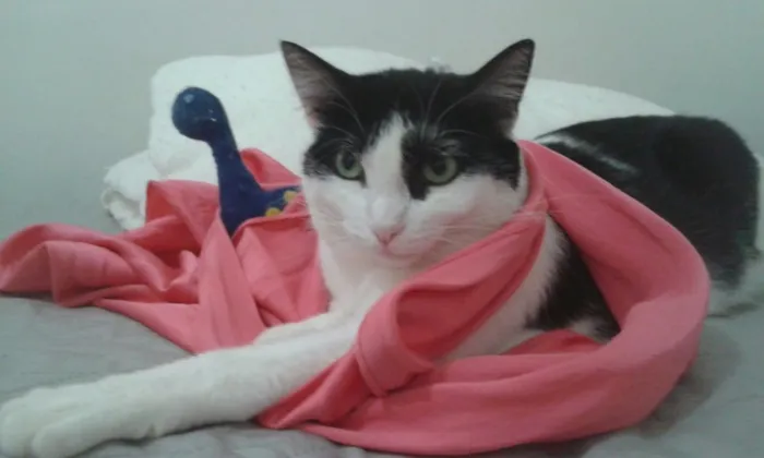 Gato ra a SRD idade 7 a 11 meses nome Flauta
