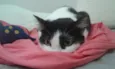Flauta