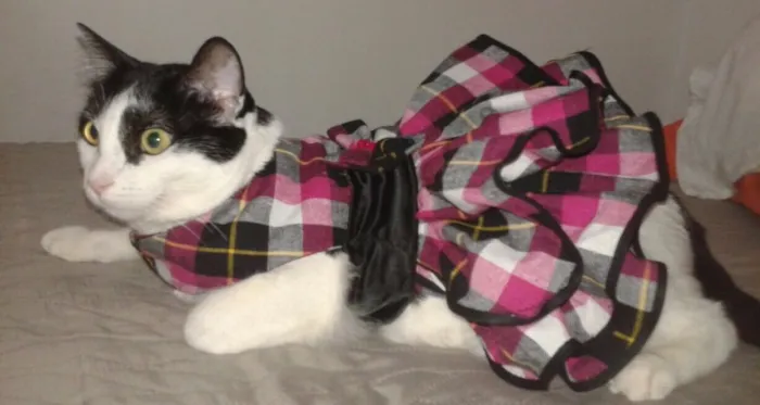 Gato ra a SRD idade 7 a 11 meses nome Flauta