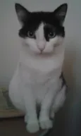 Flauta