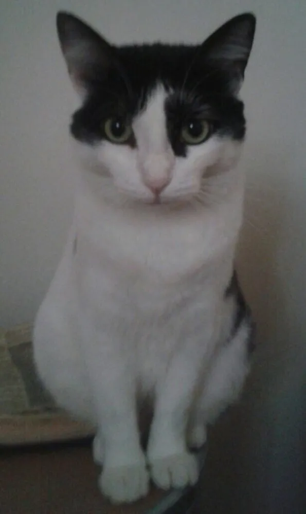 Gato ra a SRD idade 7 a 11 meses nome Flauta