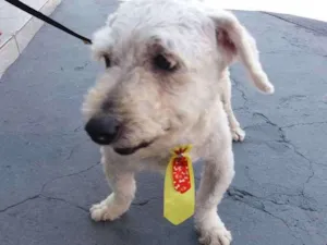 Cachorro raça SRD idade 2 anos nome Juninho