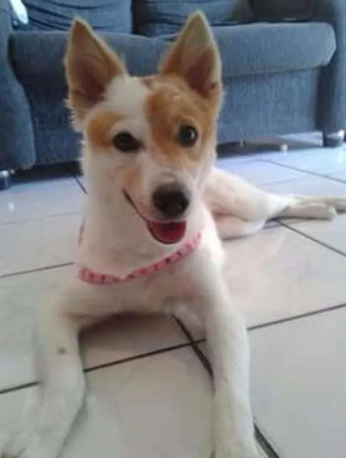 Cachorro ra a Srd idade 2 anos nome Lessy