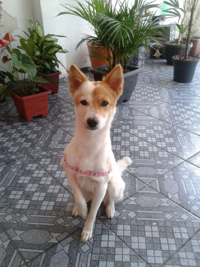 Cachorro ra a Srd idade 2 anos nome Lessy