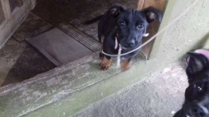 Cachorro ra a SRD idade 2 a 6 meses nome sem nome