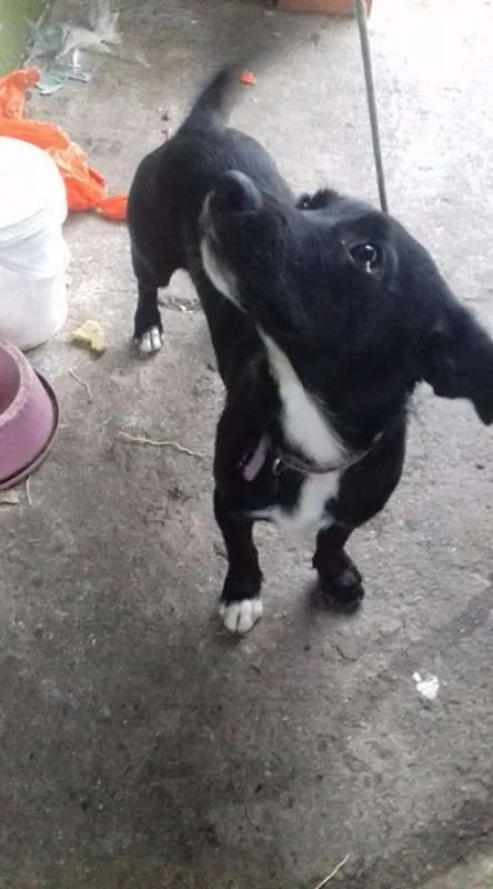 Cachorro ra a SRD idade 2 a 6 meses nome sem nome