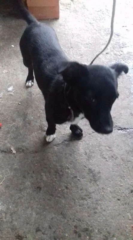 Cachorro ra a SRD idade 2 a 6 meses nome sem nome