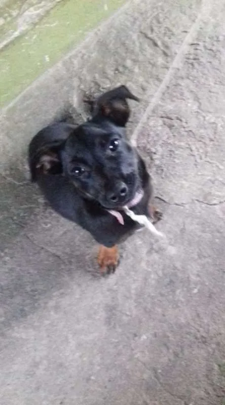 Cachorro ra a SRD idade 2 a 6 meses nome sem nome