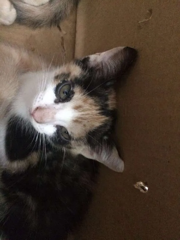 Gato ra a Sem raça - vira lata idade 2 a 6 meses nome Sem nomes