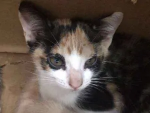 Gato raça Sem raça - vira lata idade 2 a 6 meses nome Sem nomes