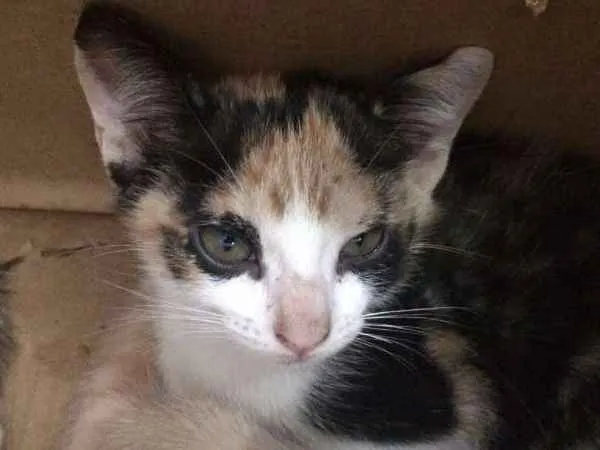Gato ra a Sem raça - vira lata idade 2 a 6 meses nome Sem nomes