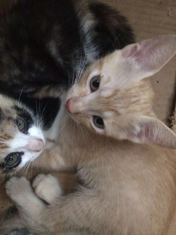 Gato ra a Sem raça - vira lata idade 2 a 6 meses nome Sem nomes