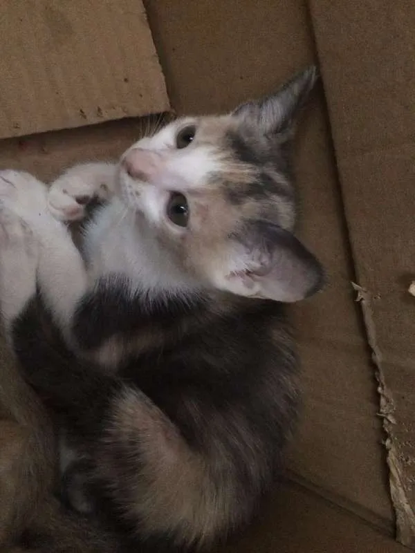 Gato ra a Sem raça - vira lata idade 2 a 6 meses nome Sem nomes