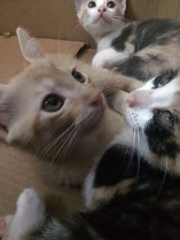 Gato ra a Sem raça - vira lata idade 2 a 6 meses nome Sem nomes