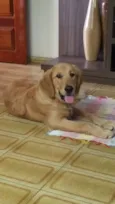Logan