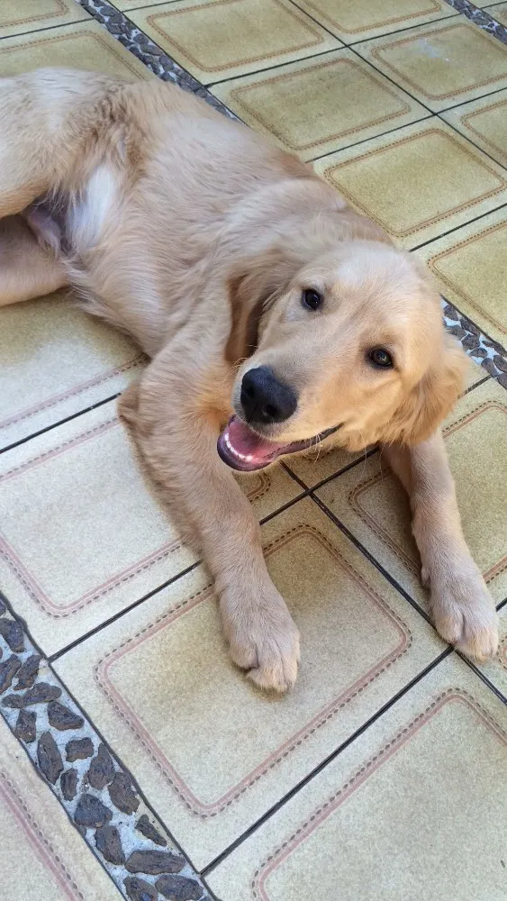 Cachorro ra a Golden idade 7 a 11 meses nome Logan