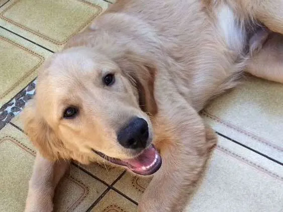 Cachorro ra a Golden idade 7 a 11 meses nome Logan