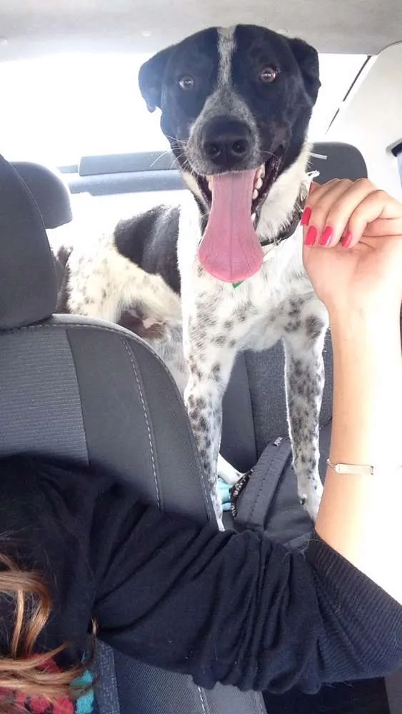 Cachorro raça SRD idade 7 a 11 meses nome Romeu