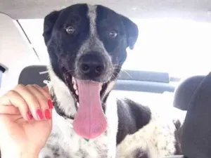 Cachorro raça SRD idade 7 a 11 meses nome Romeu