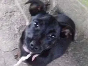 Cachorro raça SRD idade 2 a 6 meses nome sem nome