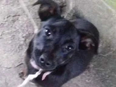 Cachorro ra a SRD idade 2 a 6 meses nome sem nome