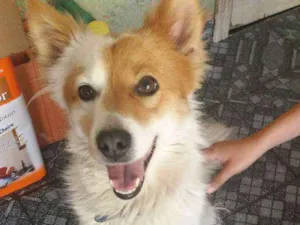 Cachorro raça Srd idade 2 anos nome Lessy
