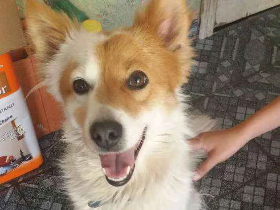 Cachorro ra a Srd idade 2 anos nome Lessy