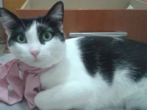 Gato raça SRD idade 7 a 11 meses nome Flauta