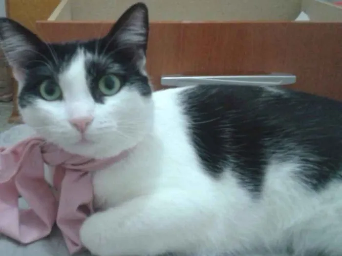 Gato ra a SRD idade 7 a 11 meses nome Flauta