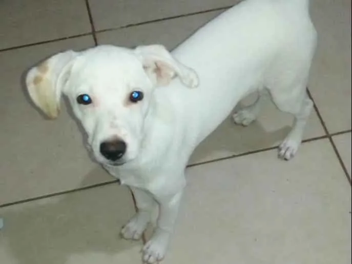Cachorro ra a SRD idade 2 a 6 meses nome Kiara