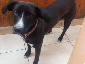 Cachorro raça SRD idade 2 anos nome Meg