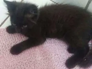 Gato raça SRD idade Abaixo de 2 meses nome Sem nome