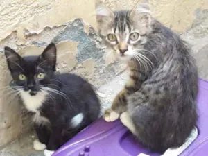 Gato raça SRD idade 7 a 11 meses nome Minduim