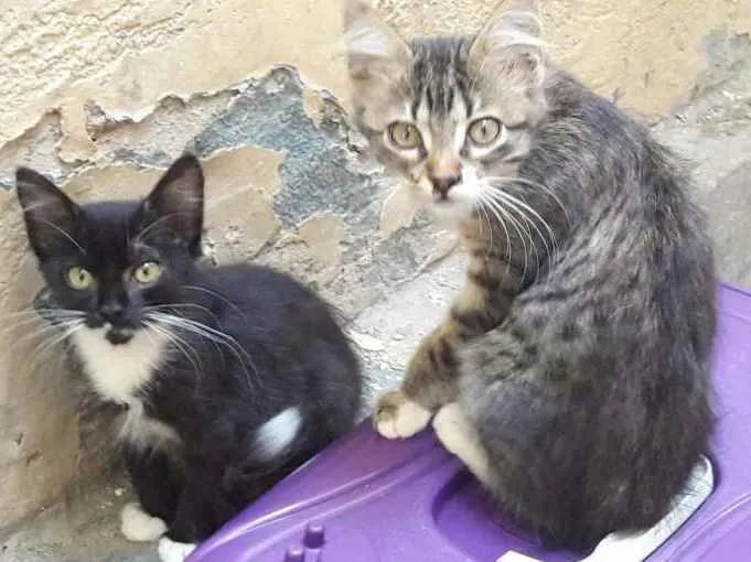 Gato ra a SRD idade 7 a 11 meses nome Minduim