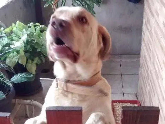 Cachorro ra a Labrador  idade 4 anos nome Tufão