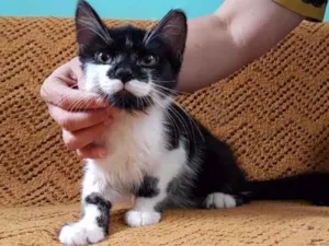 Gato raça SRD idade 2 a 6 meses nome Kitten