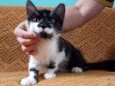Kitten
