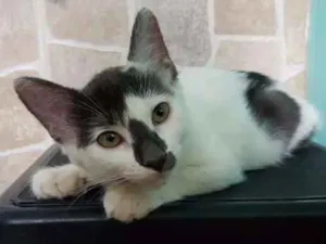 Gato raça SRD idade 2 a 6 meses nome Fluffy