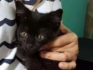 Gato raça SRD idade 2 a 6 meses nome PRETINHO