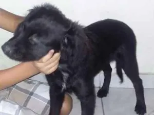 Cachorro raça Não sei a raça da Mãe idade 2 a 6 meses nome ainda não tem
